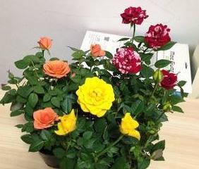 养花配土有讲究，3种花配土此样做，枝叶茂盛开花量大