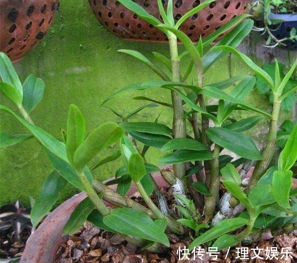 用这3种壳养花,一年省下不少钱,根系满盆窜,效果真明显!