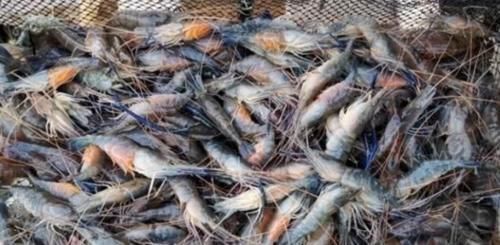 小时|大叔甩卖“特色”大虾,60元一斤,1小时抢光,邻摊傻子真多