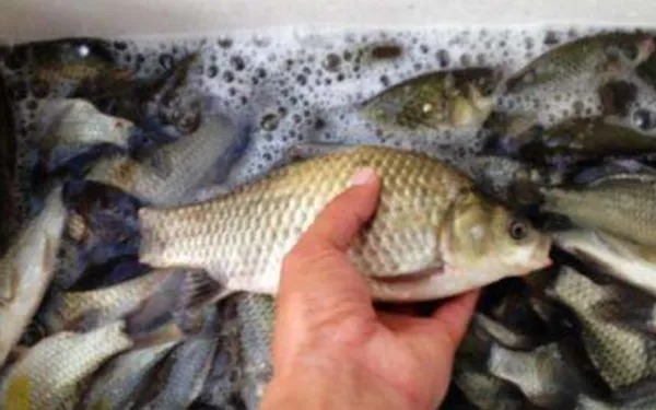 就别嫌大鲫鱼不好钓,掌握3大诀窍,渔获立马飙升几倍!