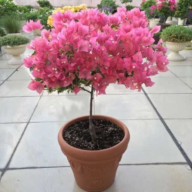 三角梅|懂花的人，喜欢此5种盆栽，“花比叶子多”，轻松养到爆盆