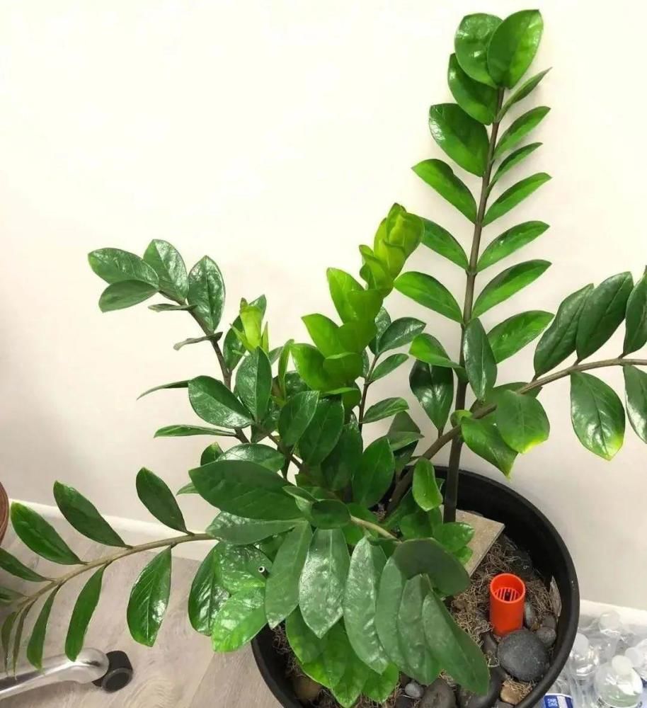 5度以下，常见的21种花必须断水，不然都烂根了