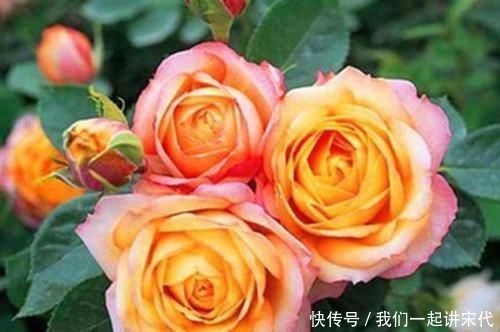 4种花美得让人毫无抵抗力,花大色艳,全年开花不断!