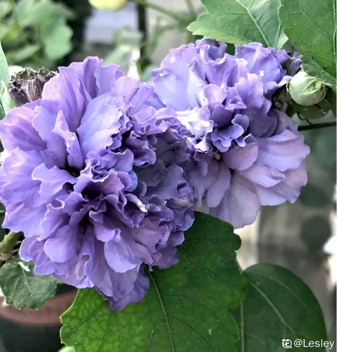 蕾丝|30种夏天花,热不死、晒不死,大半年都开花,还没病虫害