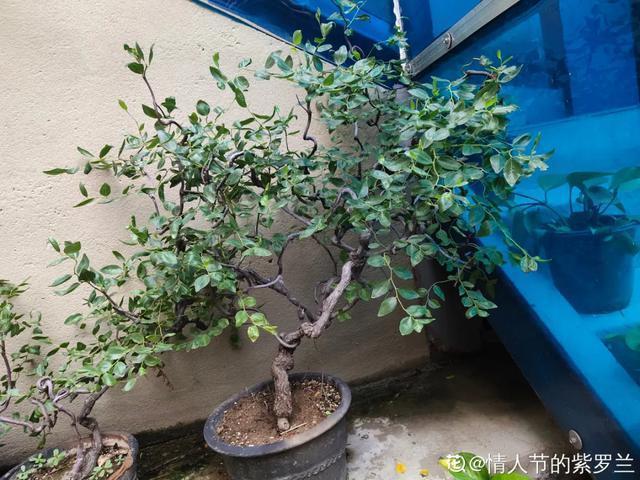 镇宅|盆景家里养盆松,代代出富翁,镇宅守家福气旺