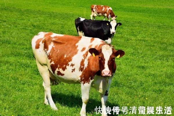 贵人|1973年出生的“牛牛”，一定要守住“两大贵人”，晚年吃喝不愁！