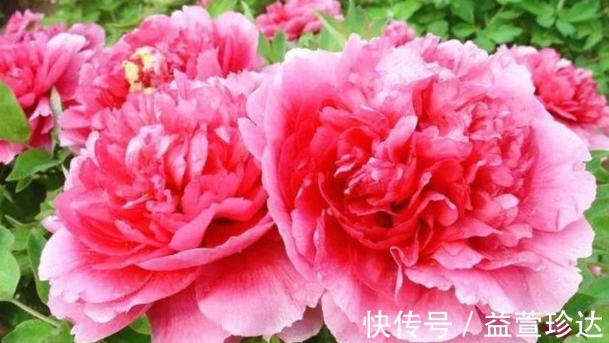 有钱人都养3种花,镇宅又旺财,好养漂亮,养在客厅最合适