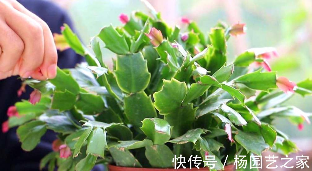 叶片|秋天养蟹爪兰,调整4个“方向”,叶片杠杠肥厚,花开满枝头