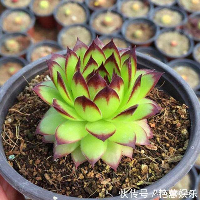 养观音莲，4个小技巧，侧芽不断冒，长出一大圈，一棵变多棵！