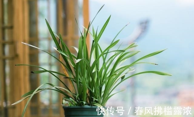 小技巧|养了5年的兰花总不开花?用4个小技巧,花香四溢满阳台