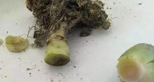 这几种“小药片”可别扔了,放水里搅一搅,促生根开花还能防烂根