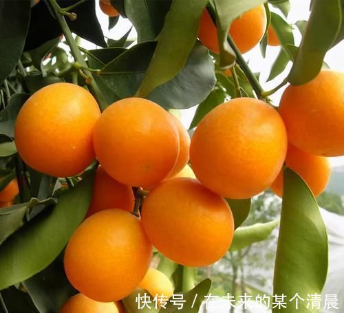 女性|女性推荐常吃3种食物,美容养身、去除皱纹,谁吃谁受益!