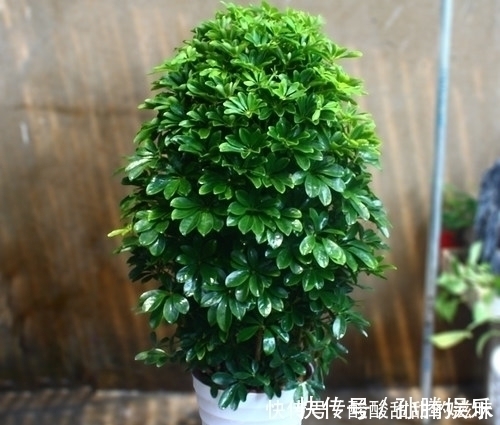 仙人球|5种观叶植物,枝叶优美,家里养一盆,空气更清新,值得拥有!