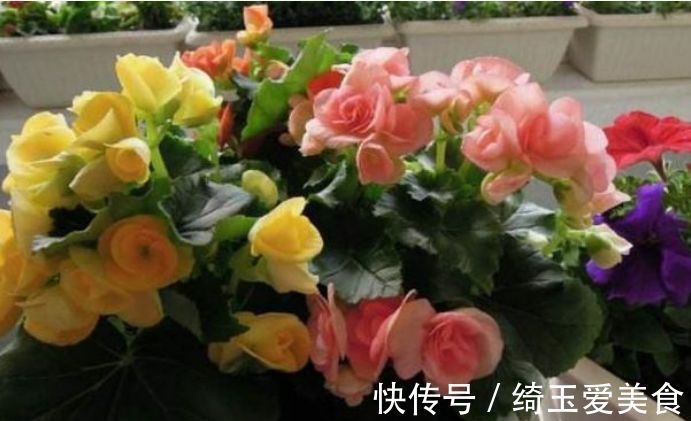 幽香|4种美丽的花,开花幽香暗淡,花型圆滚惹人爱,值得拥有