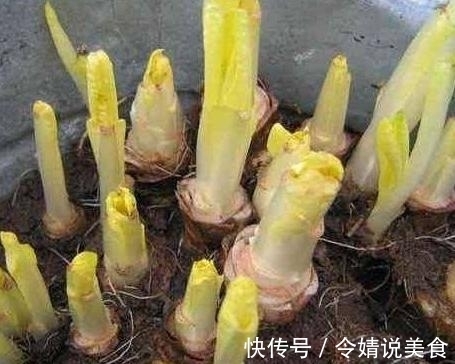 花盆|路边捡个“废根”，扔花盆里，2个月长成高价盆栽，一斤卖80元