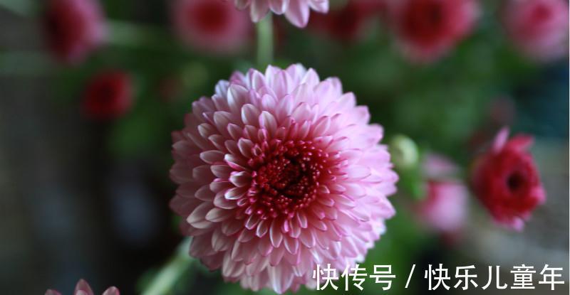 爆盆|此种花,养在防盗窗也能爆盆,现在正是它的主场