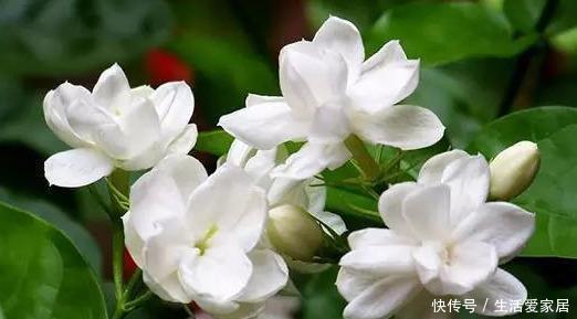 过冬|盆栽茉莉花,冬天这样养,枝条壮实好过冬,明年还能开5茬!