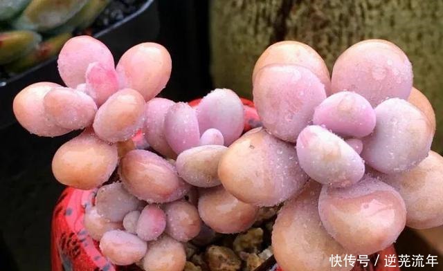 多肉胖嘟嘟,浇点磷酸二氢钾,开花变成丑瘦子!