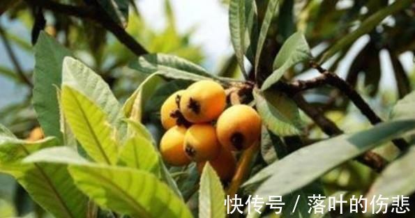 手工作业|枸杞用2周,肩膀不痛了,颈椎病也不见,成本仅仅不到3块钱