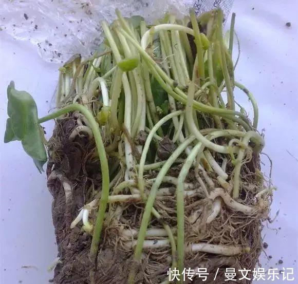 这4种花,不用土只用水,就能养成绿窗帘!