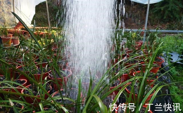 土壤|养兰花时多菌灵如何使用?很多网友不知道,用错了不仅无效还有害