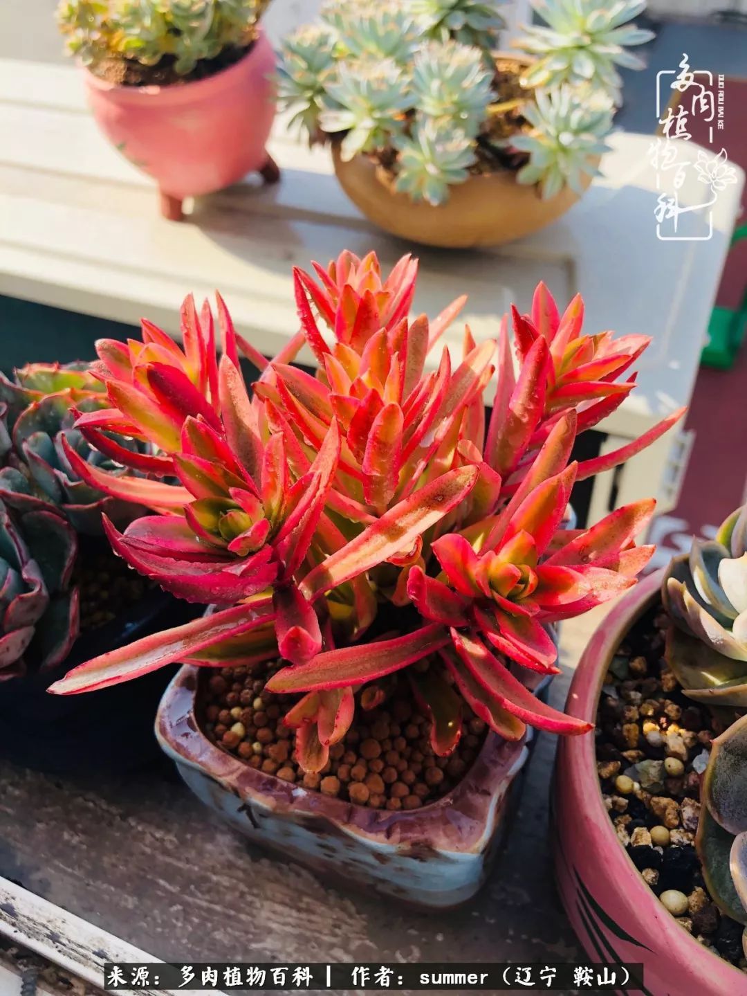 活着即是王道！我和我大东北的多肉们！