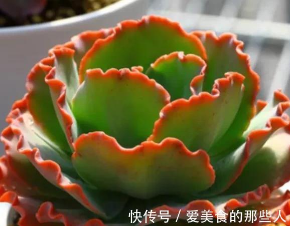 冬天上色的多肉移到室内,注意3个事项避免徒长和褪色