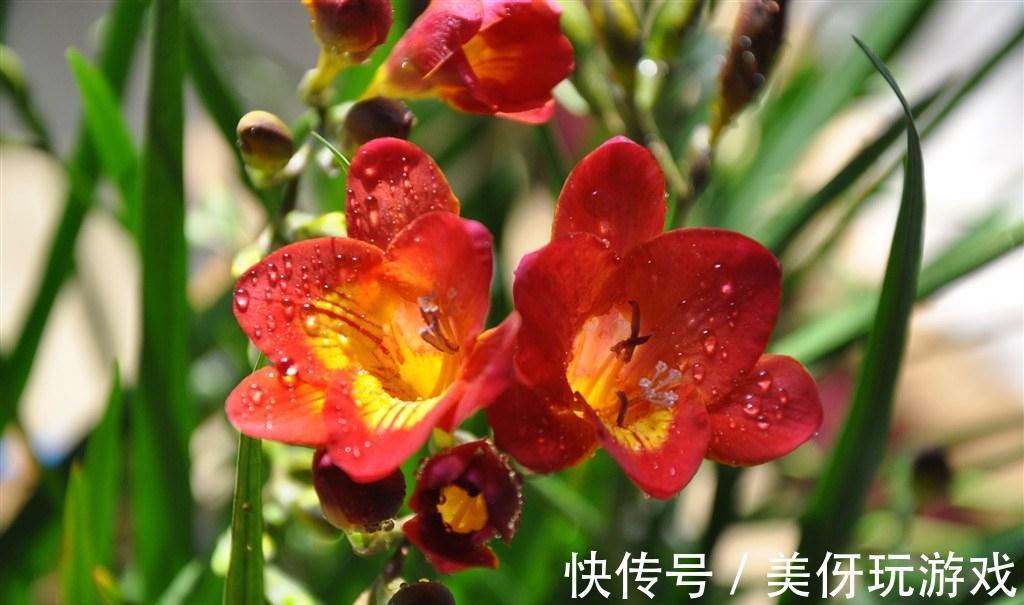 8种耐寒的花,漂亮又好养,低温也开花,又美又仙开花200天