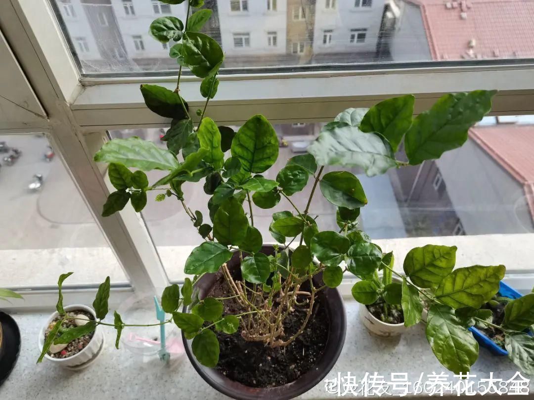 7种花冬天会假死，叶子掉光不要扔，明年还能大爆花