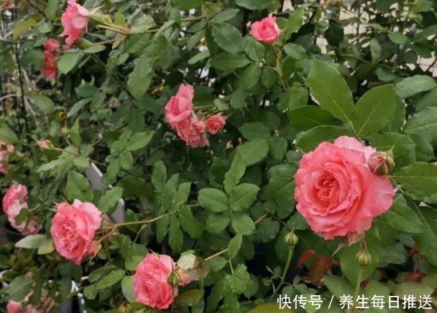 教你自制“氮磷钾肥”,月季开花少,给它用一用,猛开花!