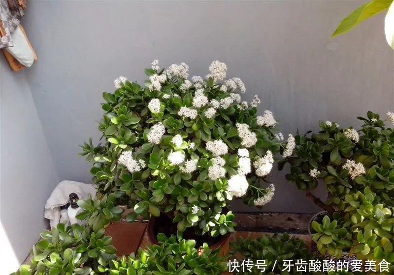 仙人|养花达人:38年前,掏家底儿买的2盆花,1盆被偷,1盆传给孙子