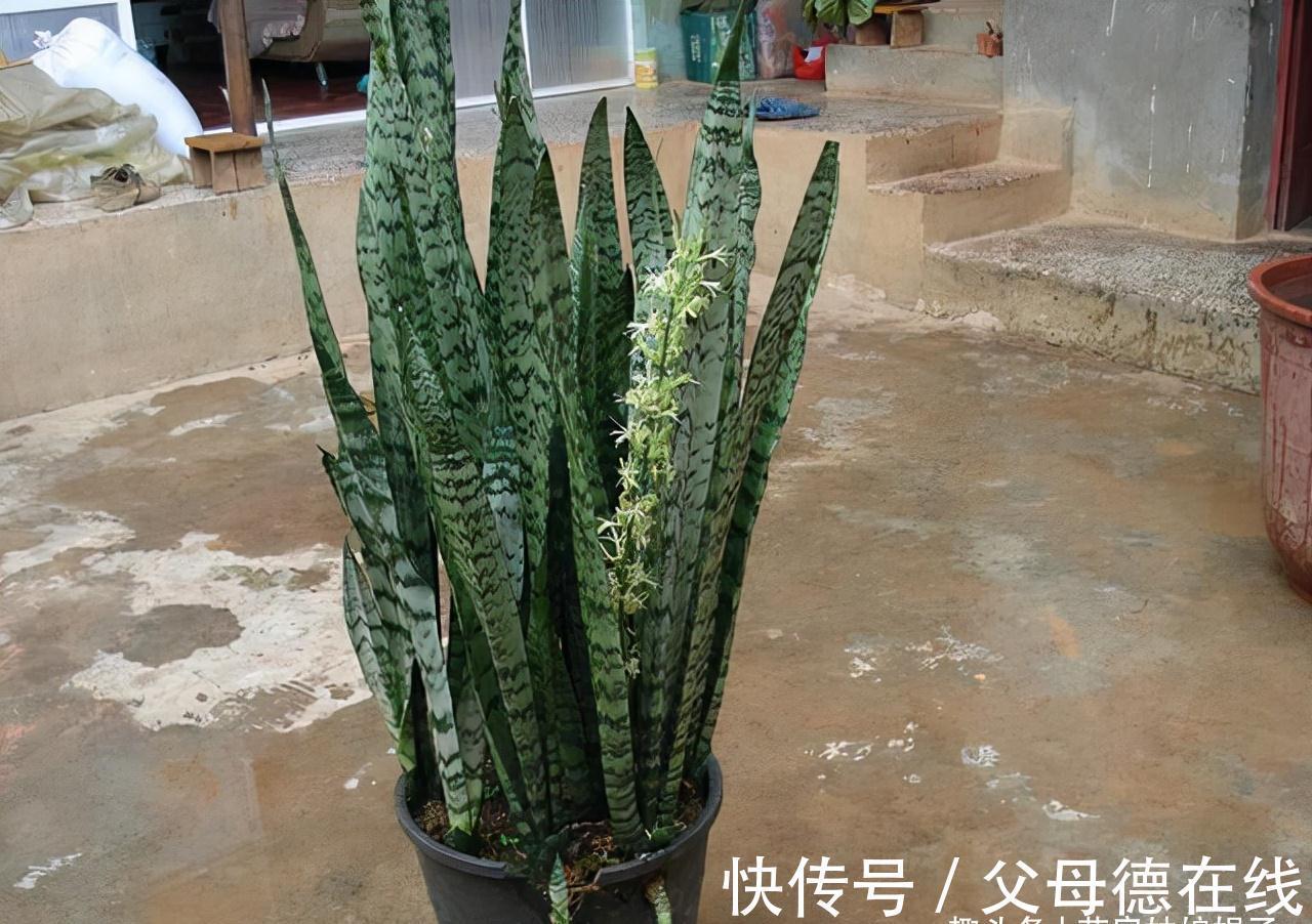 虎皮兰繁殖成活率高，而且好养活，按这3个方面来做，养出好状态