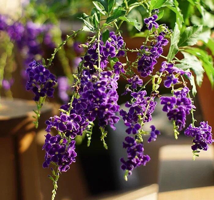 四季桂|农历7月2号起,最适合养这些花,花美若牡丹,耐热好养活