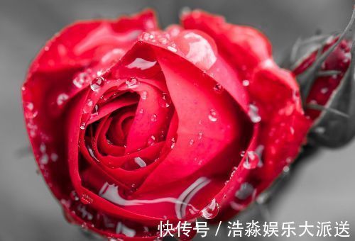 喜欢菊花，首选“五大名菊”帅旗，似统帅旗帜，霸气威武！