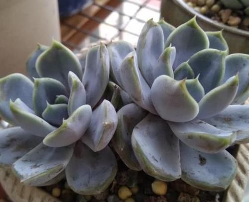 多肉植物|养多肉植物如何加速上色调节3方面,茎干长出好多'小莲花'