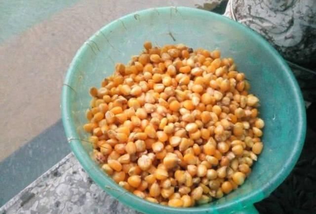 钓友|打窝了却没鱼进窝不一定是窝料不行,多半是这几个原因在拖后腿