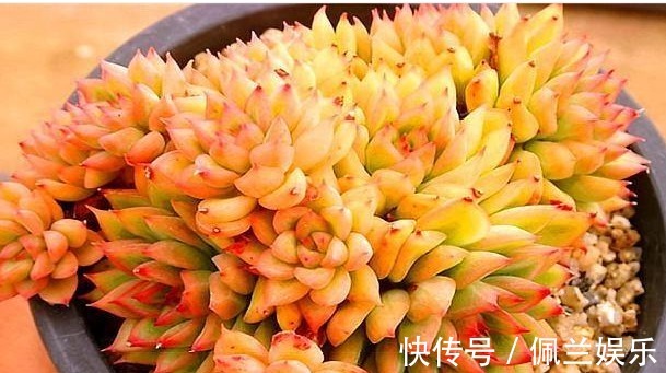 多肉女雏养护“4要点”,轻松爆盆,粉橙相间漂亮迷人