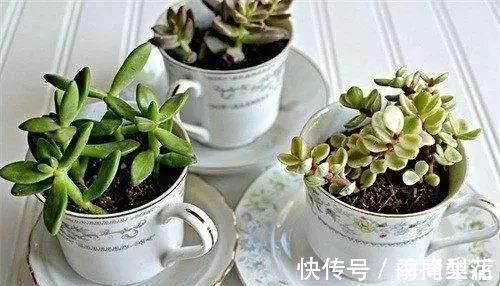 花盆|除了花盆之外,这些东西也是绝佳的养花神器,你用过吗?