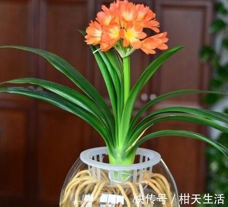 水培|君子兰不开花还总是烂根教你一招,君子兰从此长不停