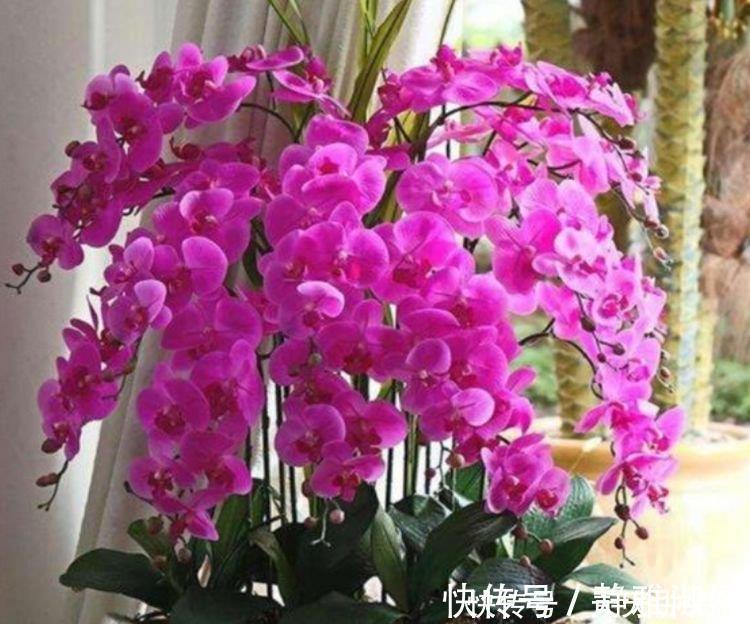 蝴蝶兰|4种花,美得“倾国倾城”,花开香飘溢满屋,阳台变温馨花园