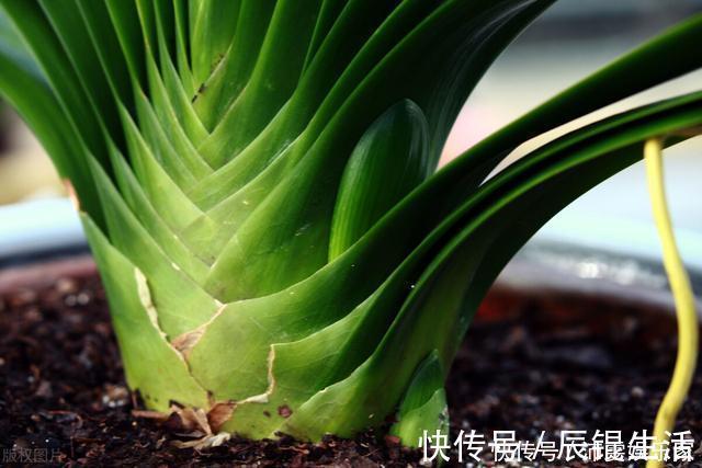 温差|让君子兰开好花的“钥匙”,就握在你手里,它的“构造”很简单