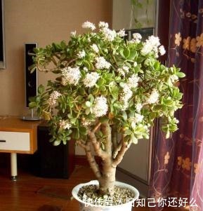 修剪|玉树小苗变“小树”,只用了这几招,一天比一天茂盛,疯长不停