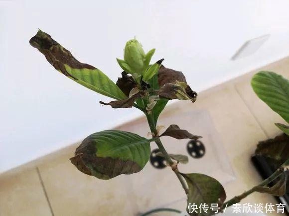 栀子花最怕它,碰上就没救,再上心都养不活!