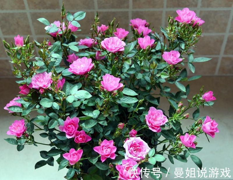 如何利用自己找到的野土养花，为你们指点迷津，拨开迷雾求真知