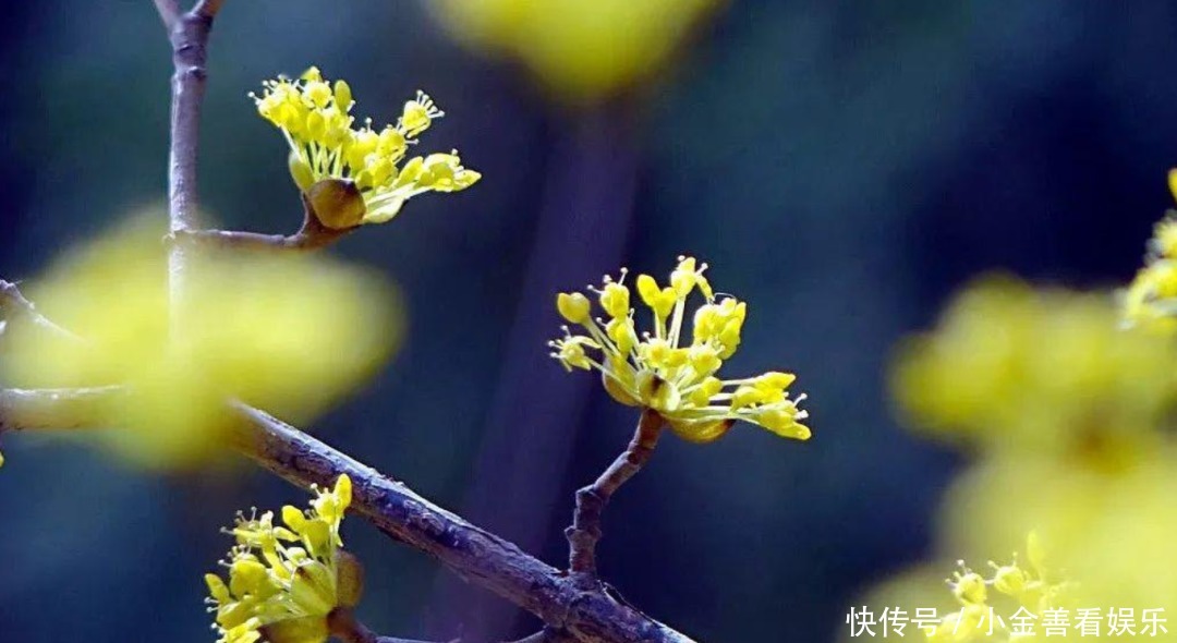  【诗词鉴赏】阳春三月，春日方好，不如在诗词里一起拥抱春天！