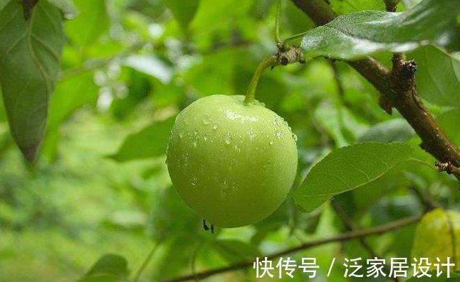 美容养颜|夏季聪明女性都爱吃4种果子，美容养颜，补血益气，促进新陈代谢