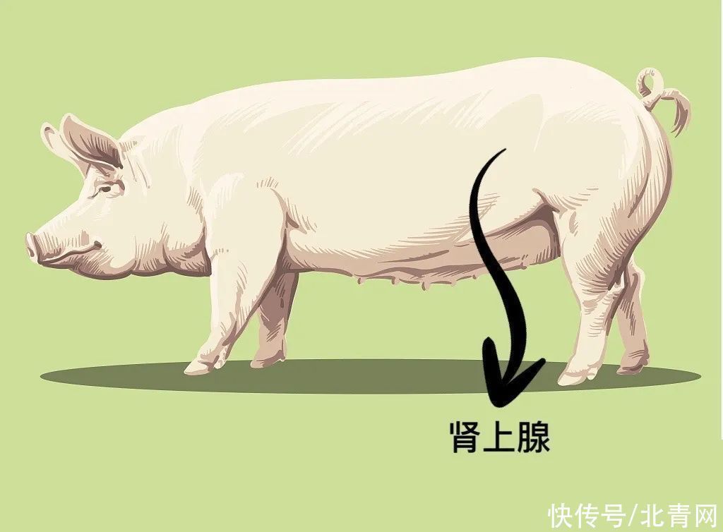 甲状腺|这几种肉最好别吃或少吃,尤其是这三个地方