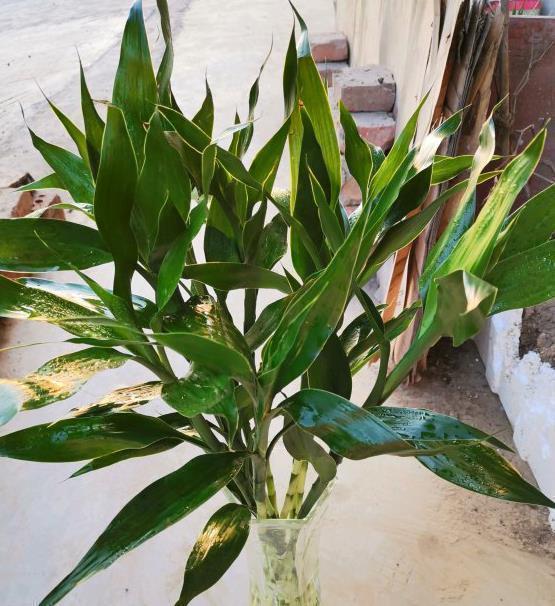 喜水|4种花嗜水如命，一次也不能缺水，不然就黄叶，看看你家有吗