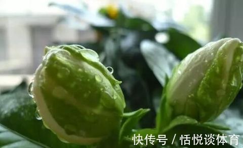 茶花|白醋倒进花盆里,竟有这么厉害的作用