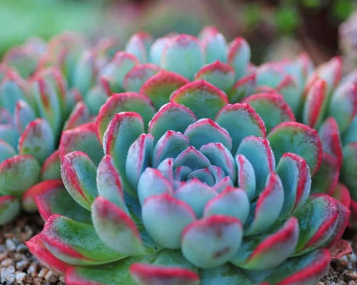 多肉红边月影怎么养教你3个小妙招,种出最红润璀璨的红边月影